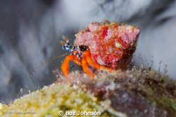 Red Reef Hermit Crab by Boz Johnson 